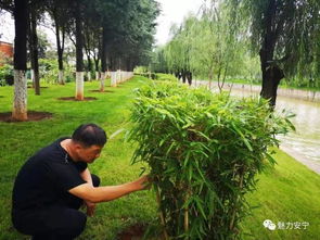 市城管局多措并举 打造绿意盎然 美丽安宁
