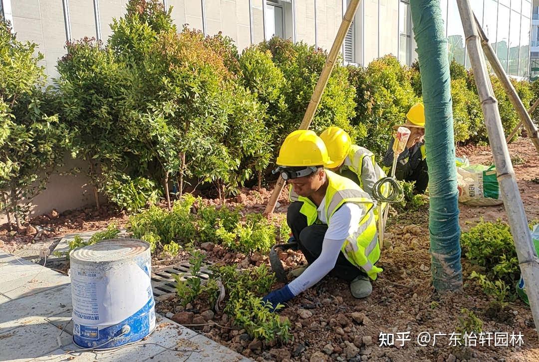 因园林绿化工程施工不当所引发的养护问题