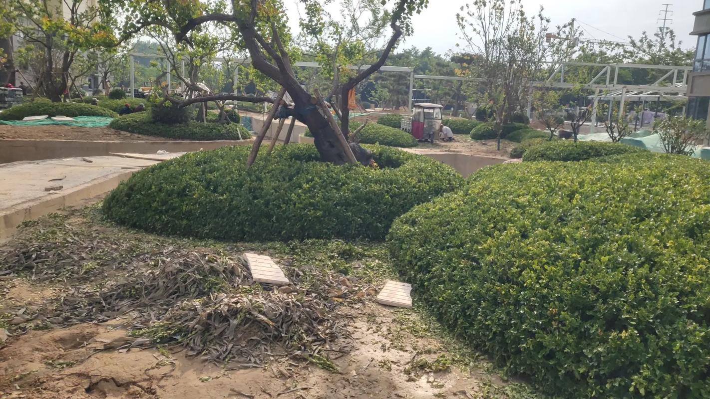 施工现场实拍 专业的事交给专业的人 园林绿化工程 小区绿化