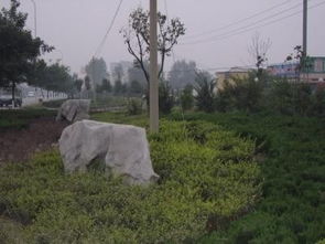 2009年潍坊市政园林市政园林设计丽景市政园林