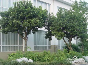 园林绿化施工中乔灌木种植注意事项