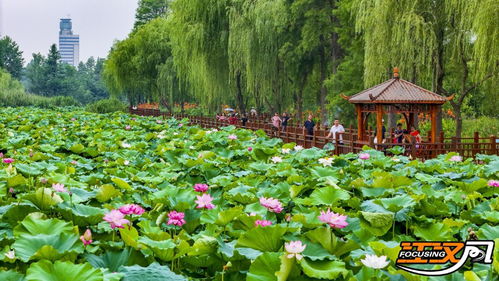 美在当 夏 荆州市明月公园满池荷花悄绽放
