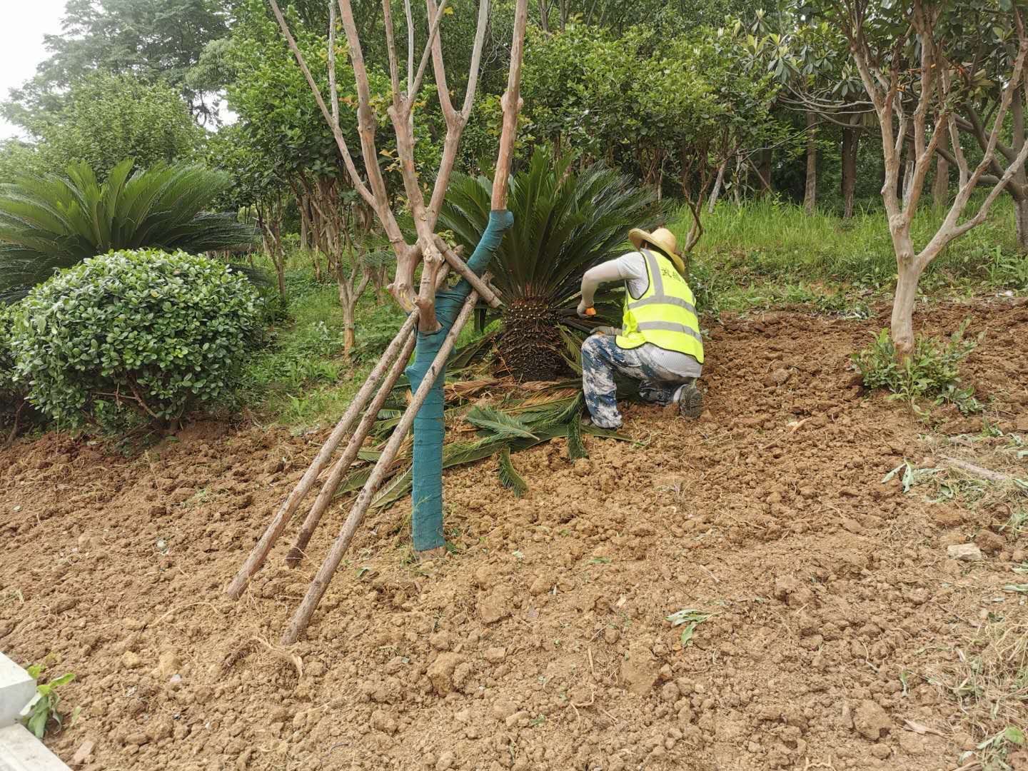 凉州区住建局绿化项目施工现场