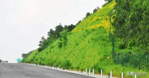 道路绿化中,城市干道植物应该怎样配置