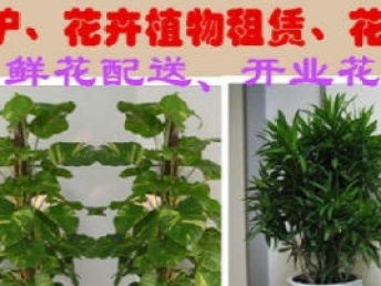 成都鲜花绿植租售与园林绿化综合服务 一站式解决方案