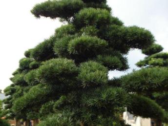 图园林绿化 打造理想庭院景观的设计、施工与养护