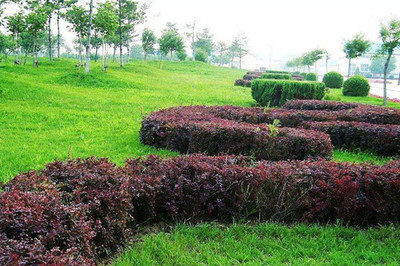 绿篱、色块、色带及体育场地设施的定点放线方法与步骤