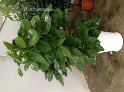 苏州工业园区新昌绿化工程 打造生态工业新典范