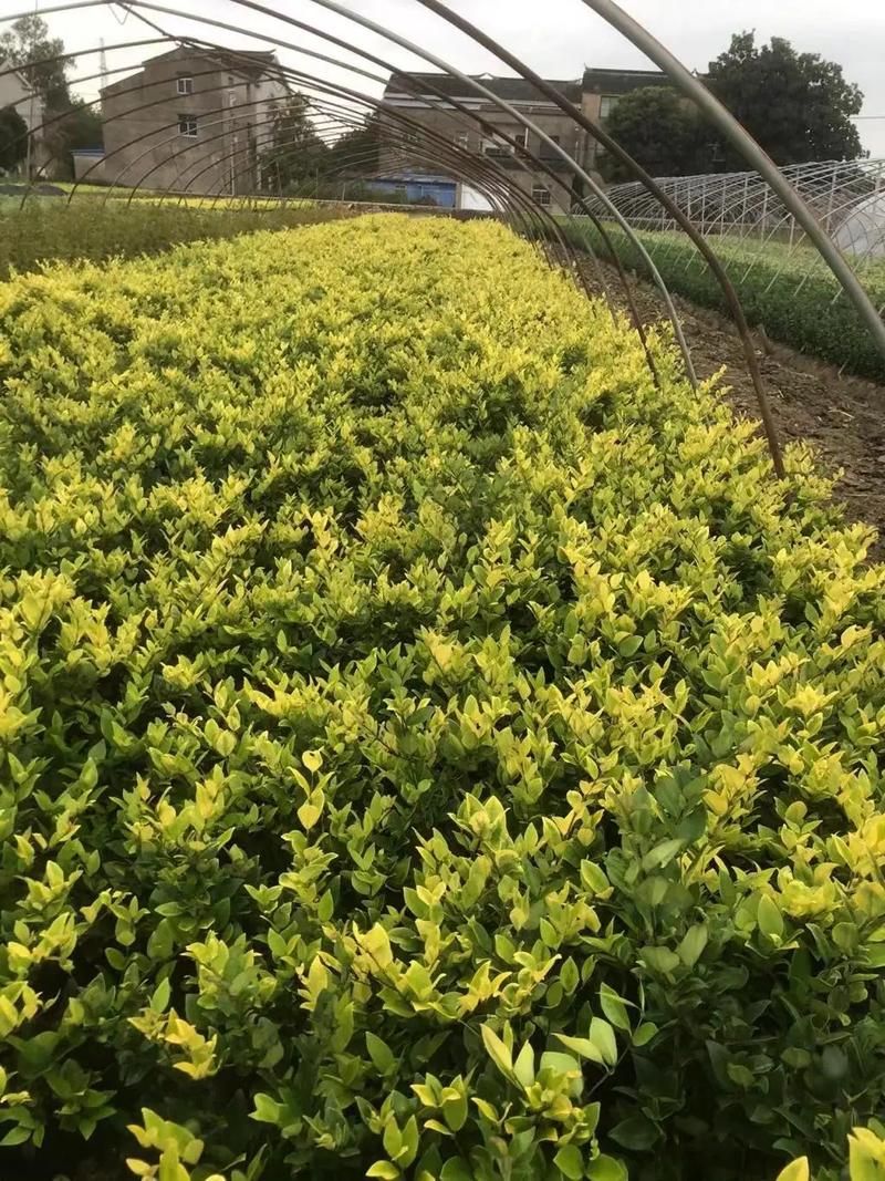 园林绿化工程苗木人 连接供需，筑造绿色与活力的空间