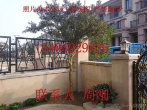 苏州园林绿化 从设计、施工到养护的古典与现代融合之道