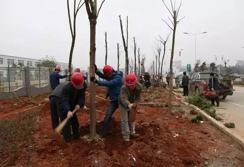 园林绿化与体育场地设施工程施工技术汇总