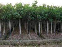 邵阳PVC塑胶地板工程与园林绿化 一站式原材料采购解决方案